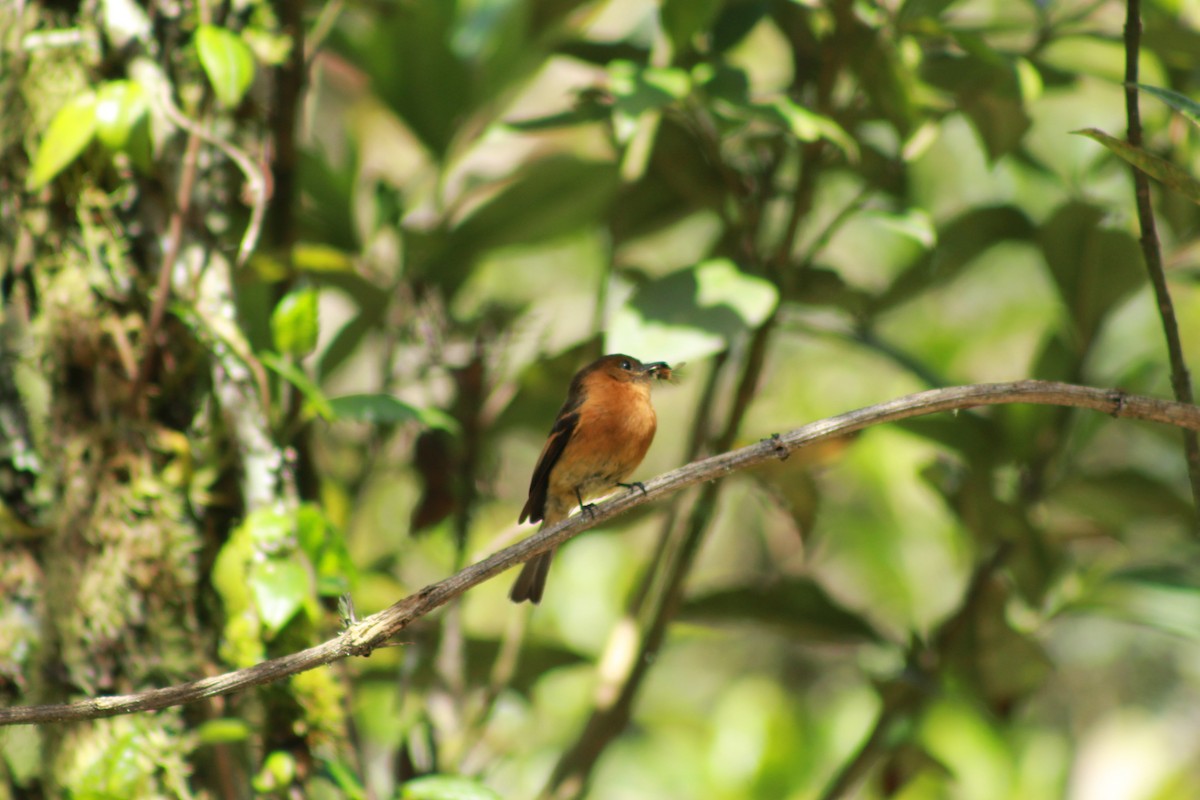 Birro Chico - ML636014415