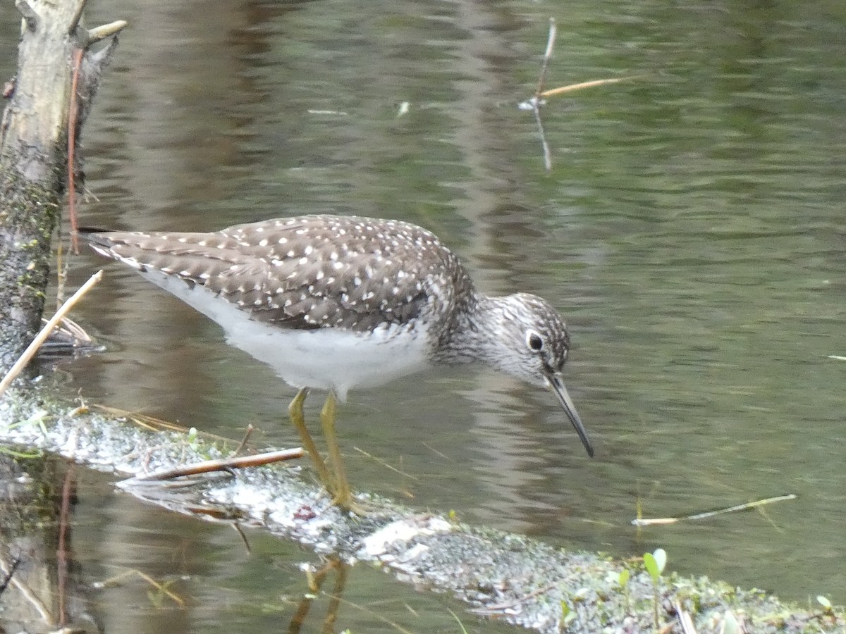Solitary Sandpiper - ML636014447