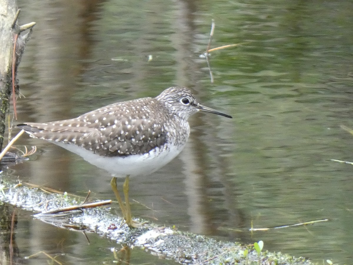 Solitary Sandpiper - ML636014451
