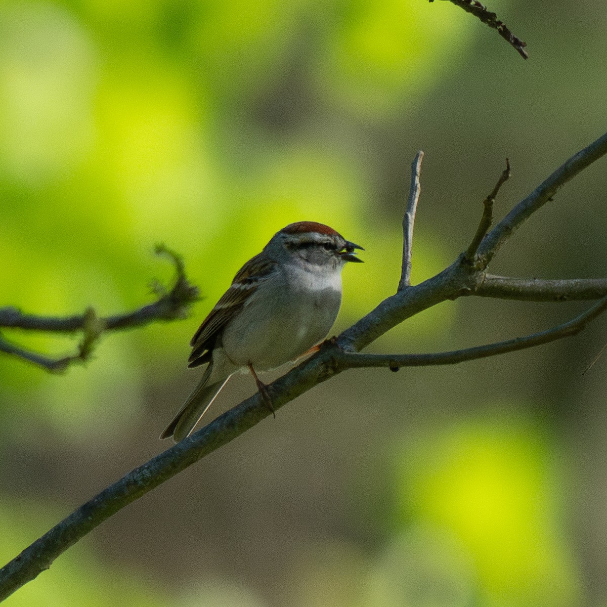 Малая воробьиная овсянка - ML636014485