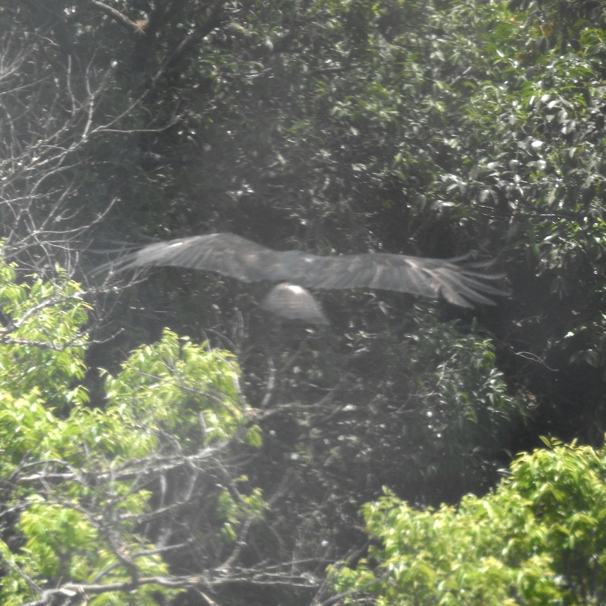 Black Eagle - ML636014589