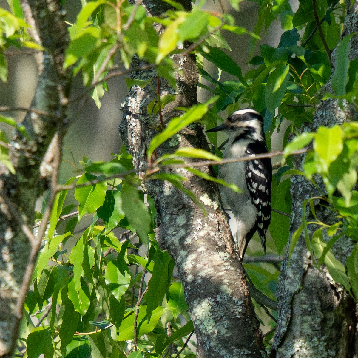 Волосатый дятел - ML636014594