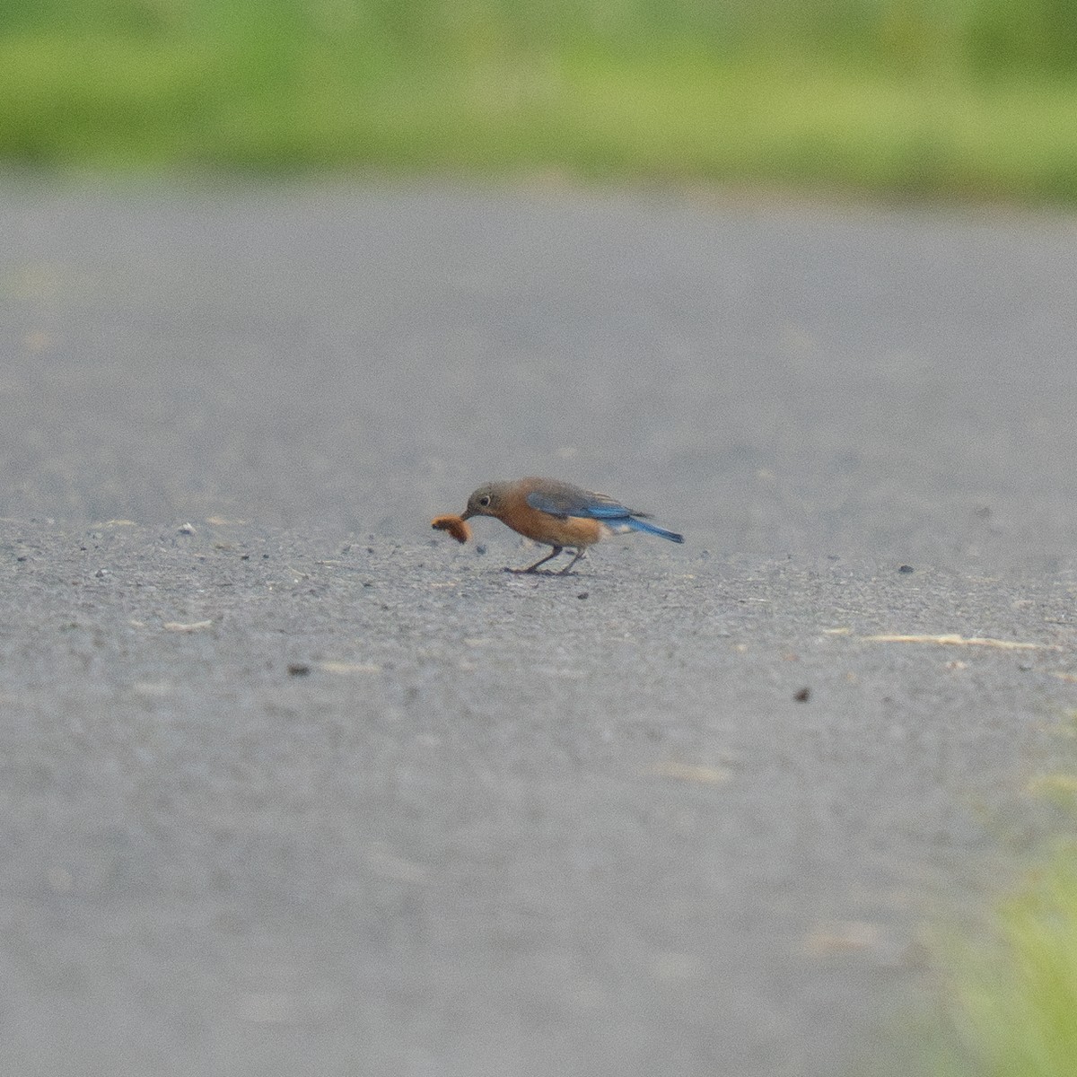 Восточная сиалия - ML636014674