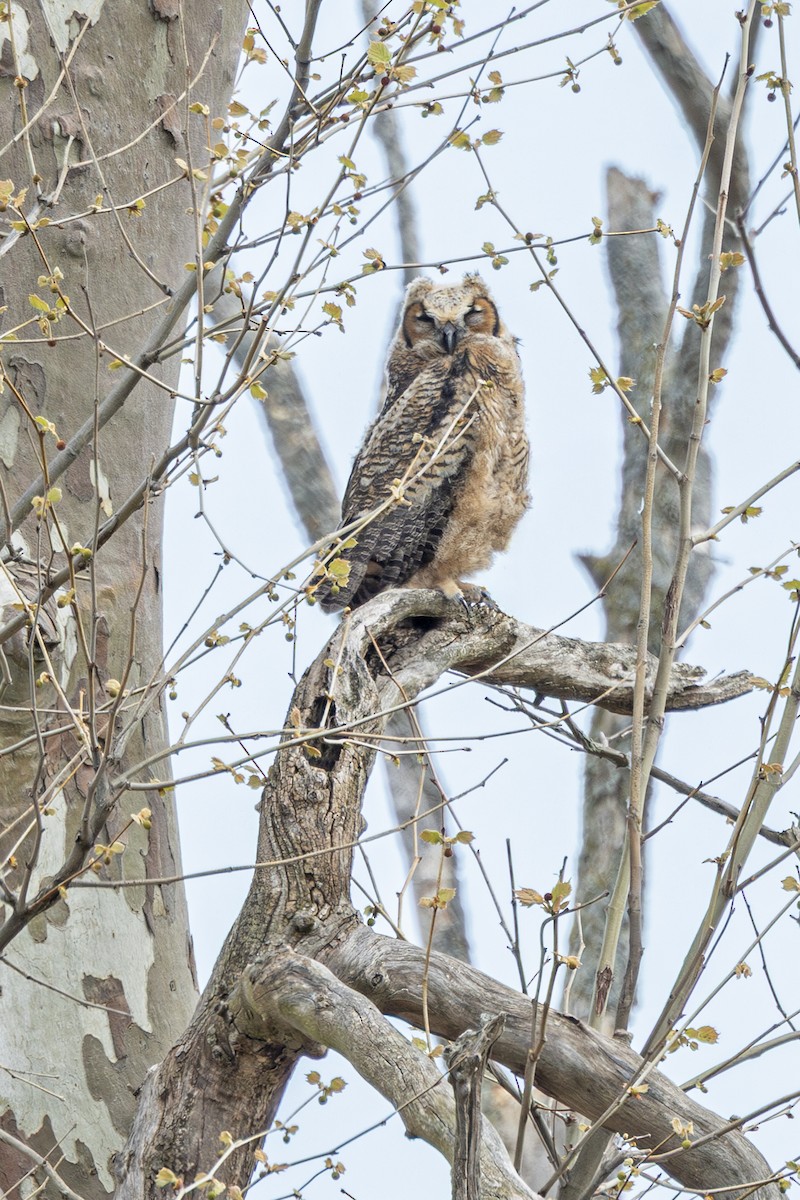Great Horned Owl - ML636014735