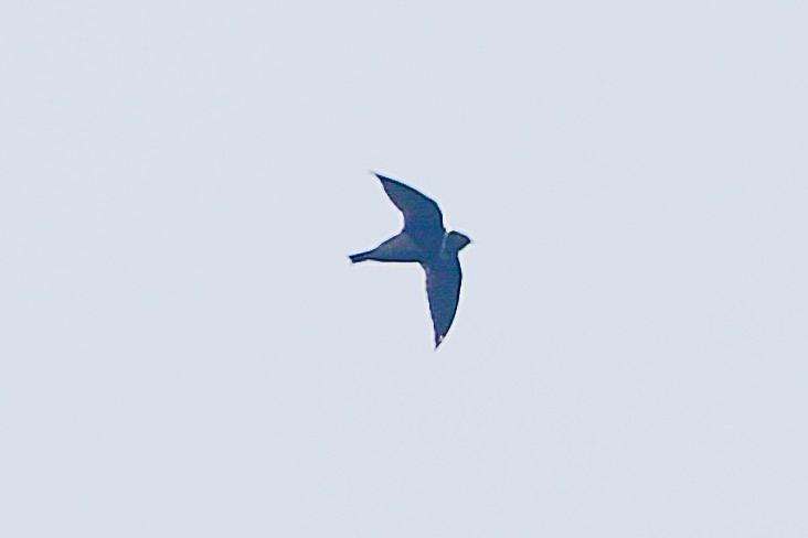 White-chested Swift - ML636014747