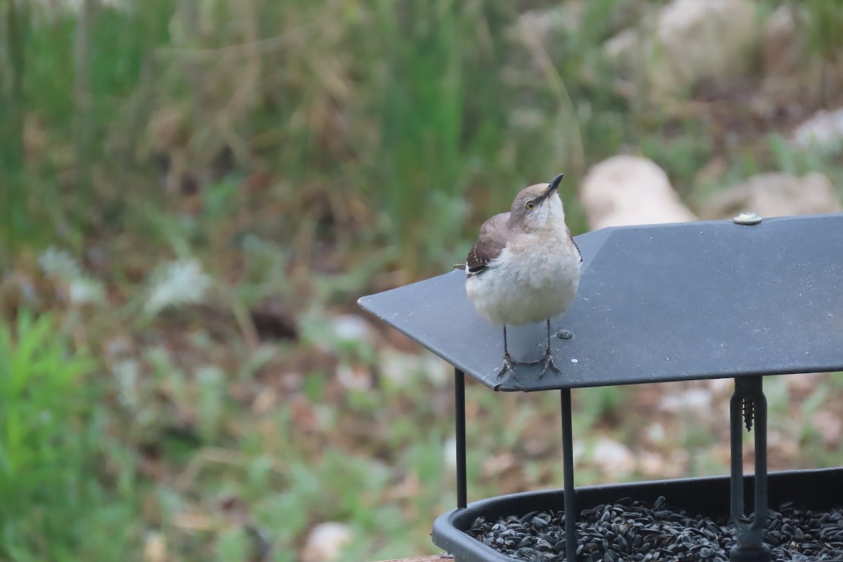 Northern Mockingbird - ML636014762