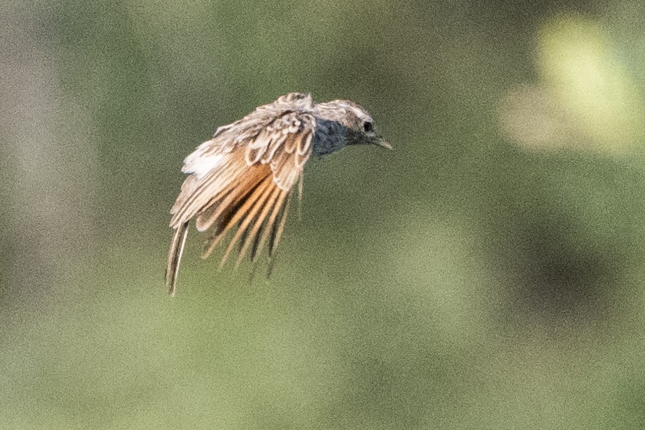 skřivan třepetavý - ML636014781