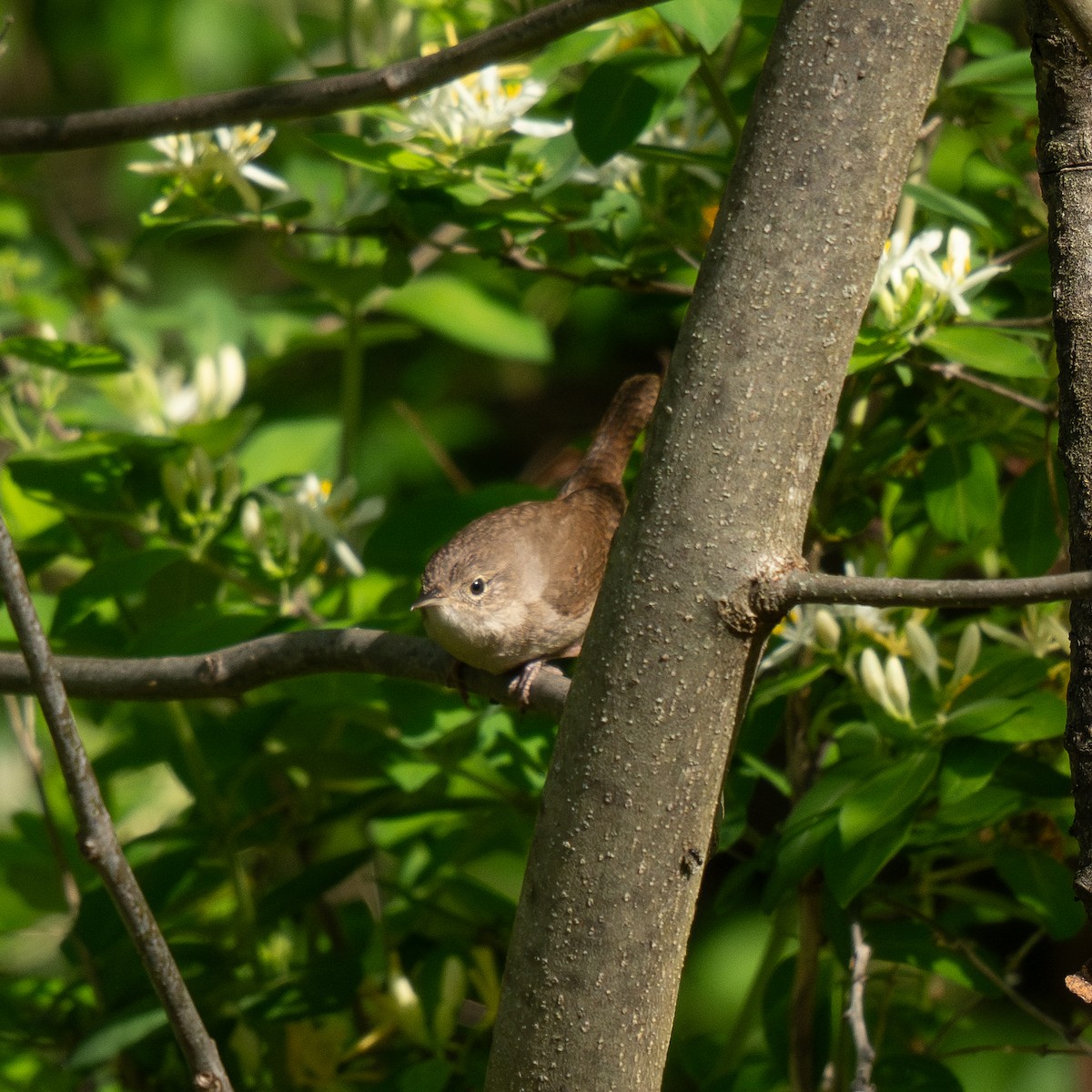 Northern House Wren - ML636014789