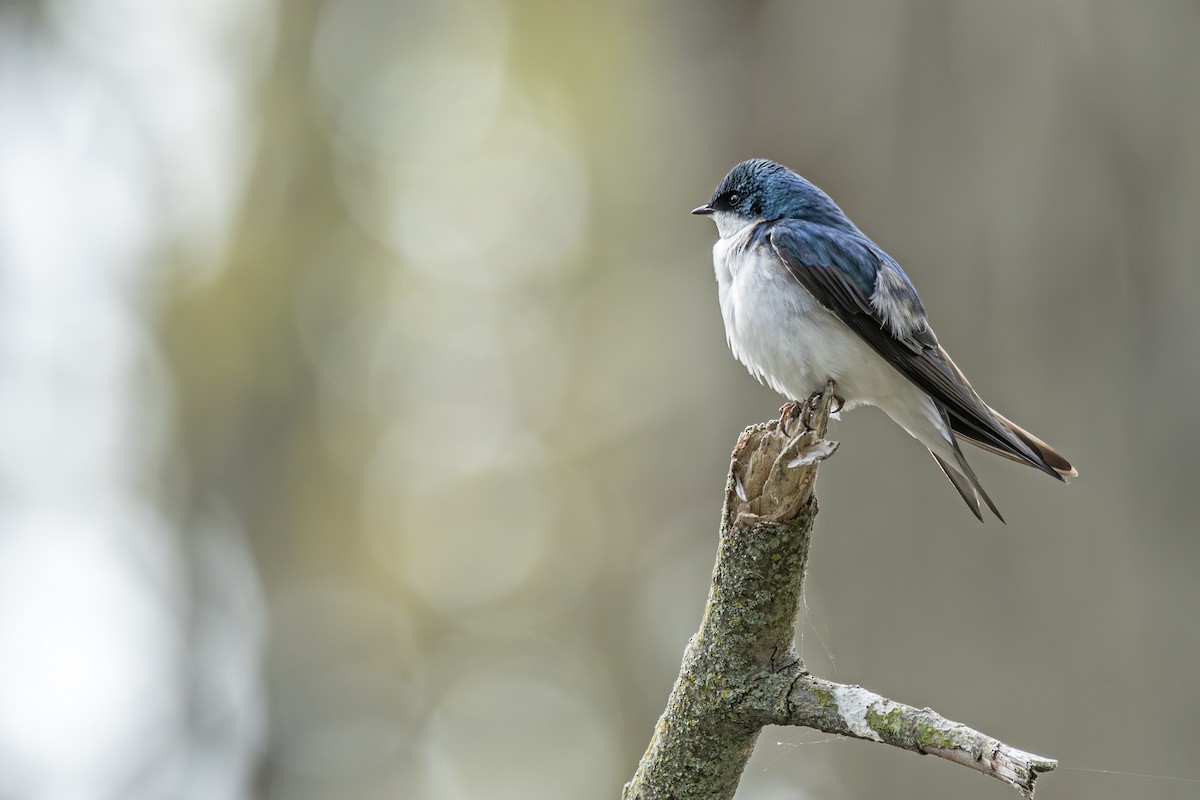 Tree Swallow - ML636014841
