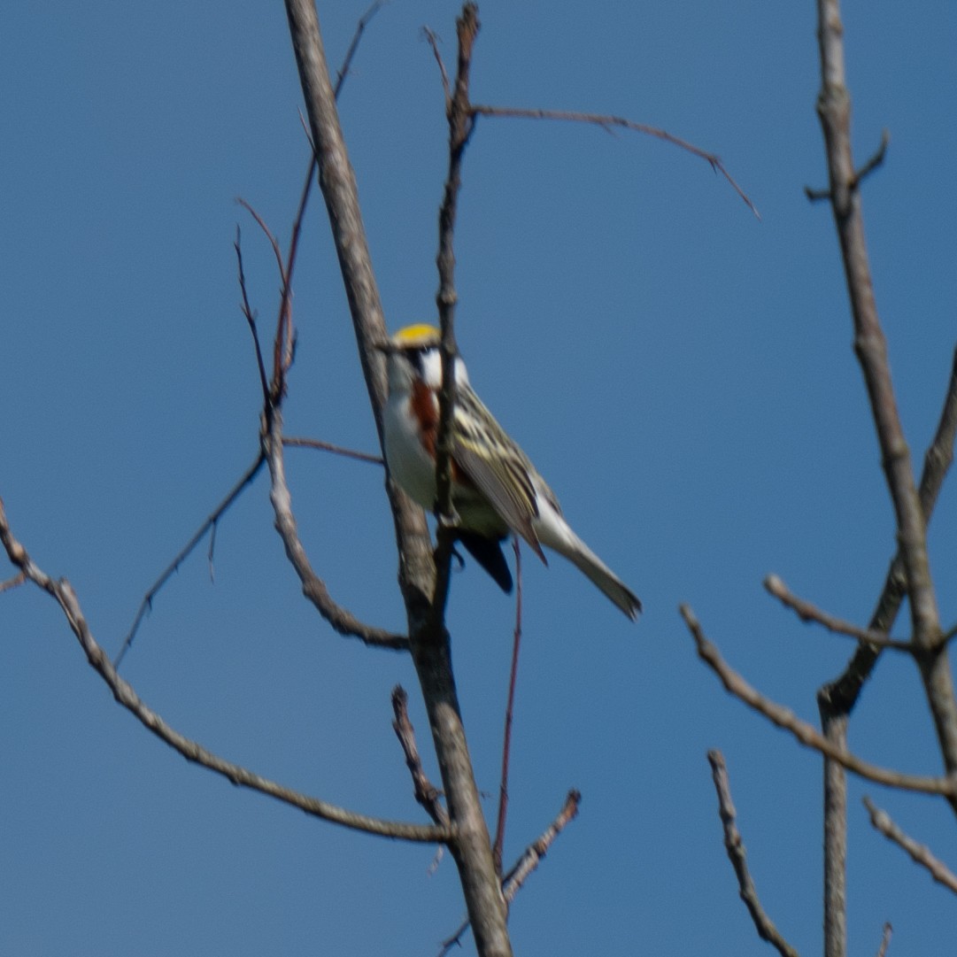 Рыжебокая древесница - ML636014856