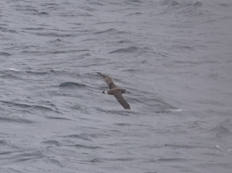 Black-footed Albatross - ML636014896