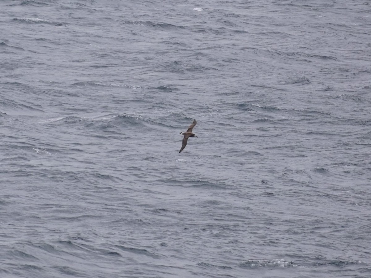 Black-footed Albatross - ML636014897