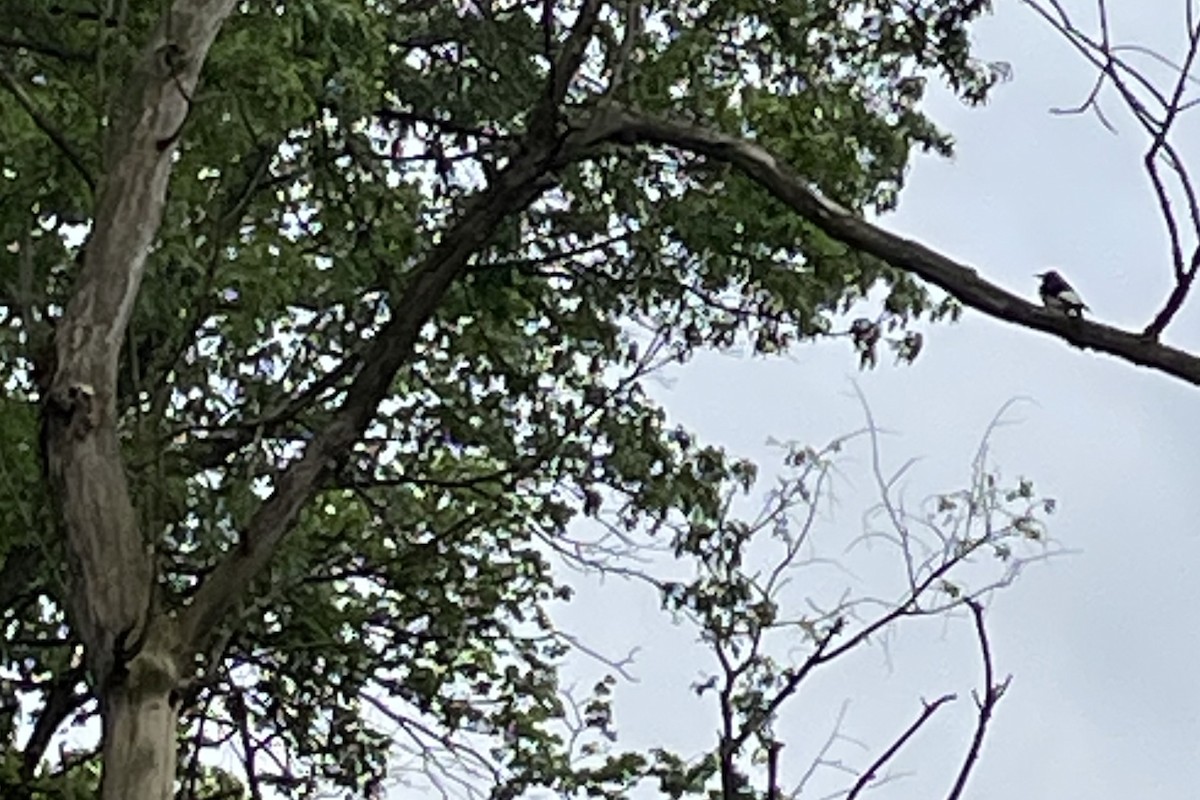 Red-headed Woodpecker - ML636014911