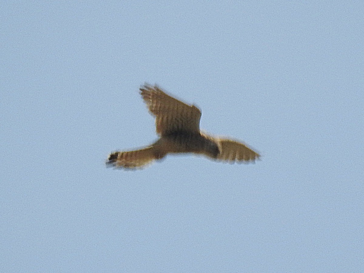 Eurasian Kestrel - ML636014960
