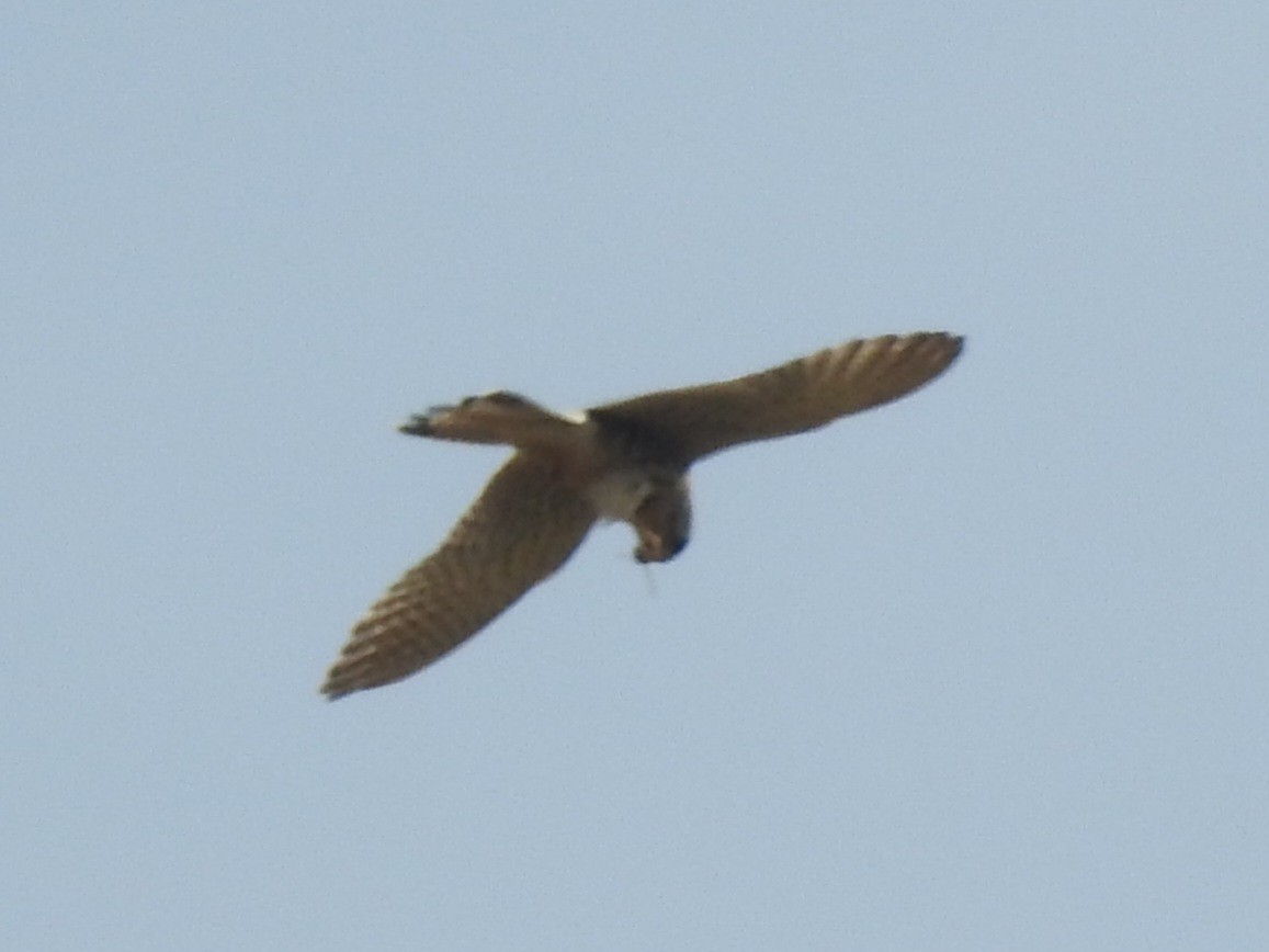 Eurasian Kestrel - ML636014961