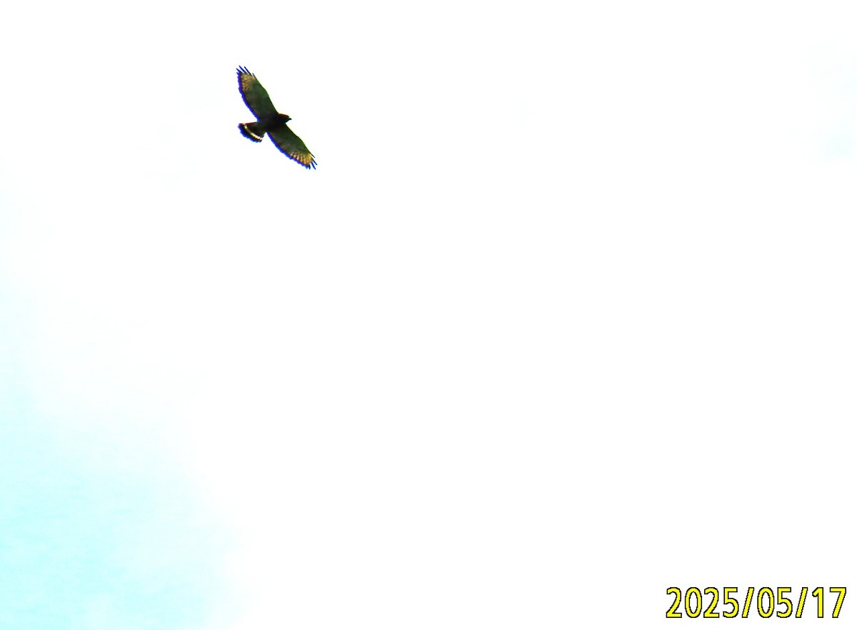 Ширококрылый канюк - ML636014976