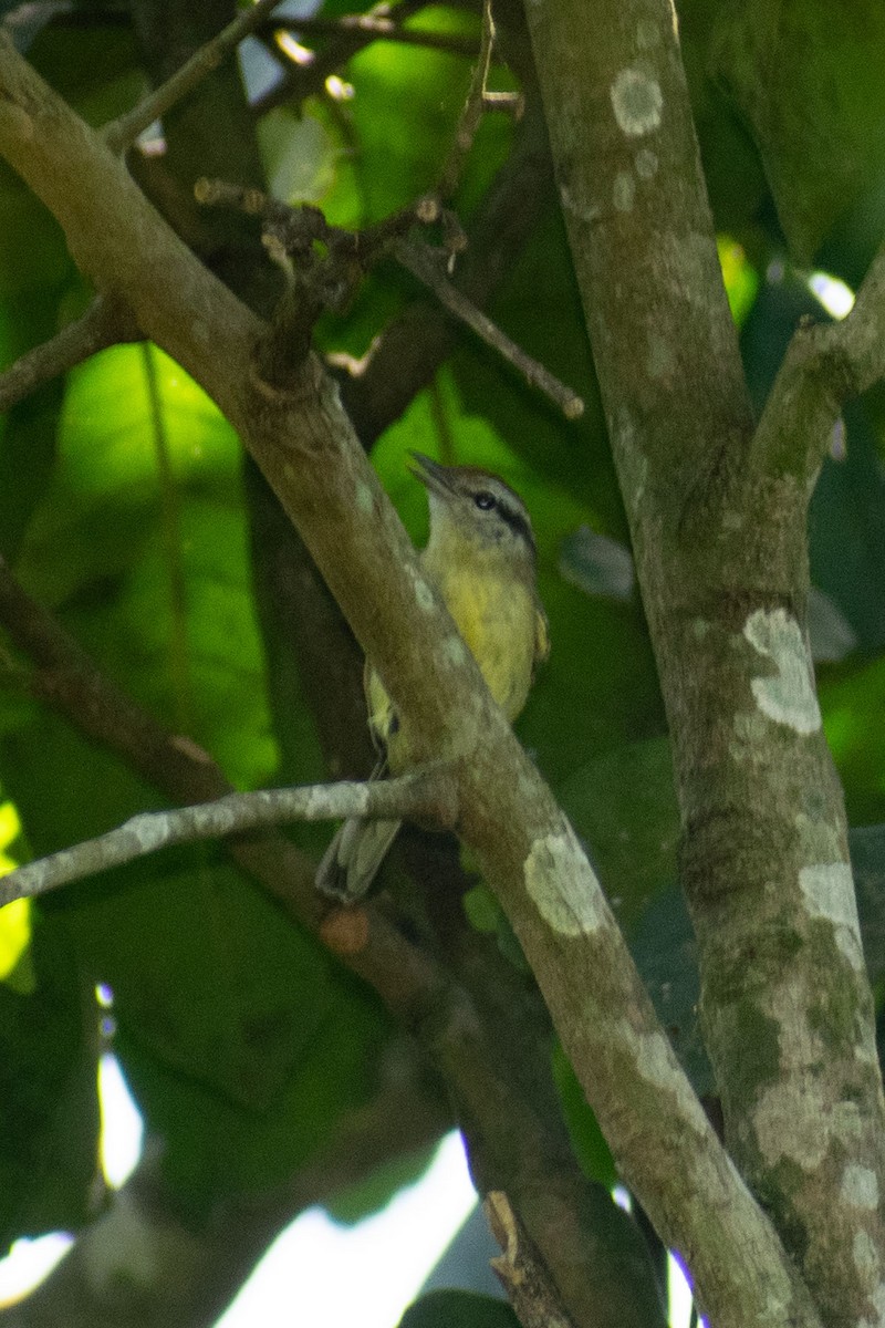 Rufous-margined Antwren - ML636015017