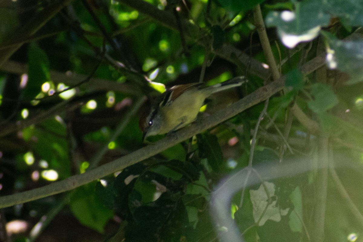 Rufous-margined Antwren - ML636015018