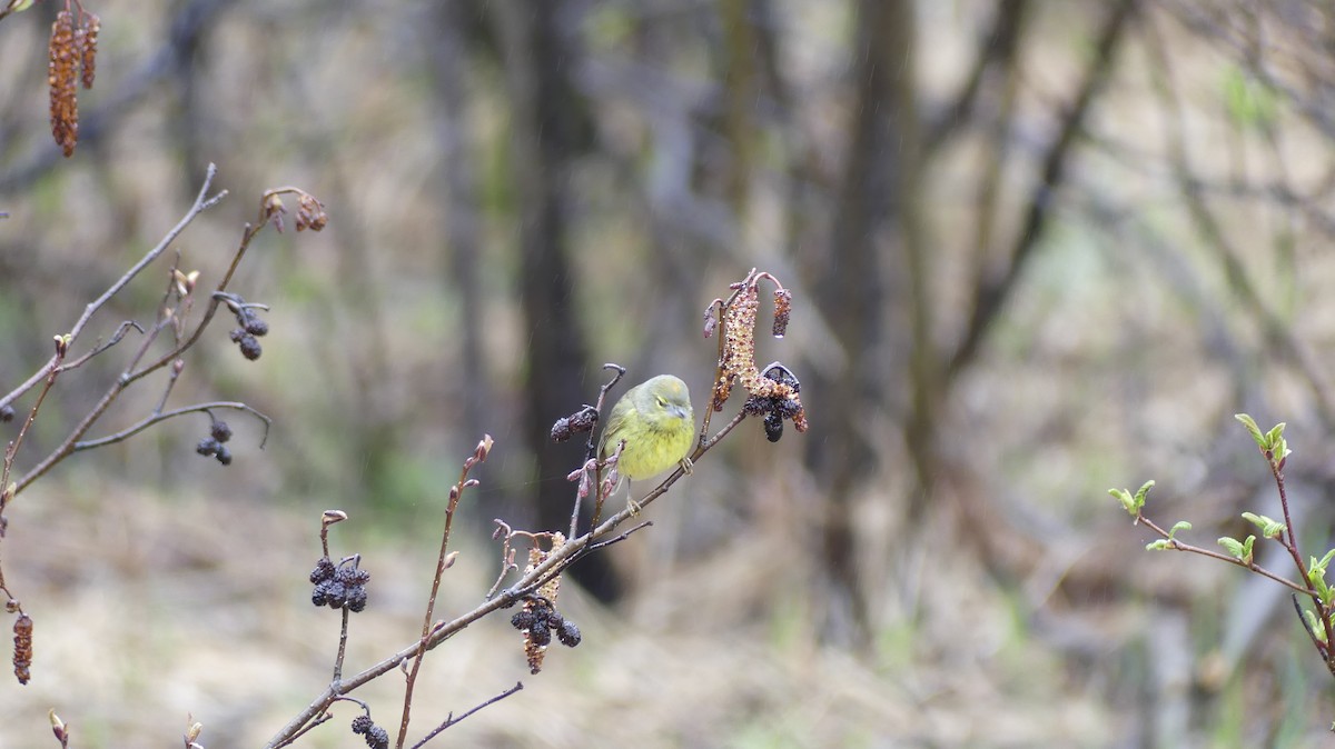 Orange-crowned Warbler - ML636015023