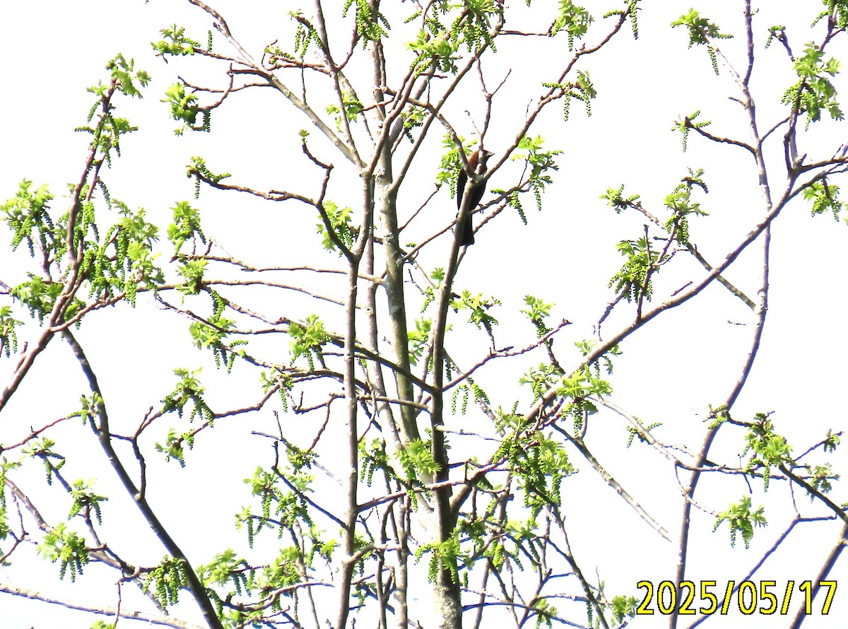 Коровий трупиал, буроголовый желтушник - ML636015055