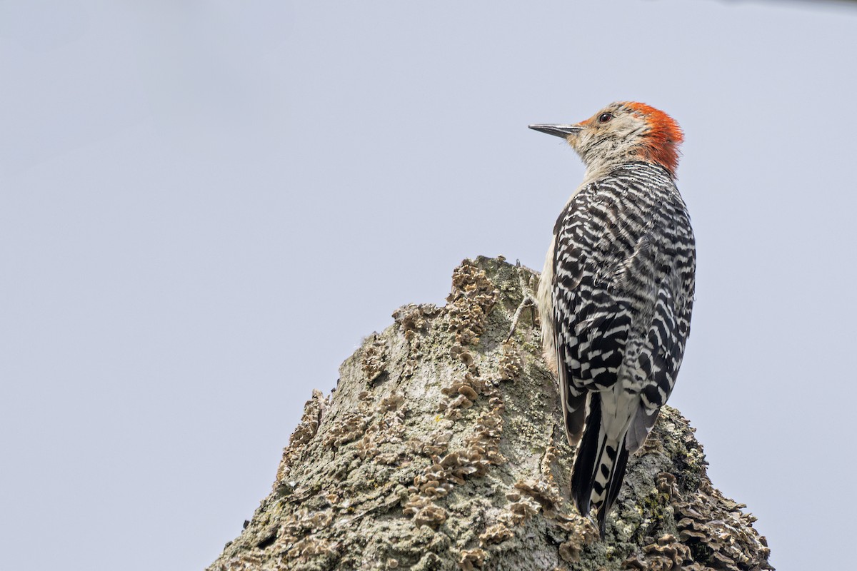 Red-bellied Woodpecker - ML636015088