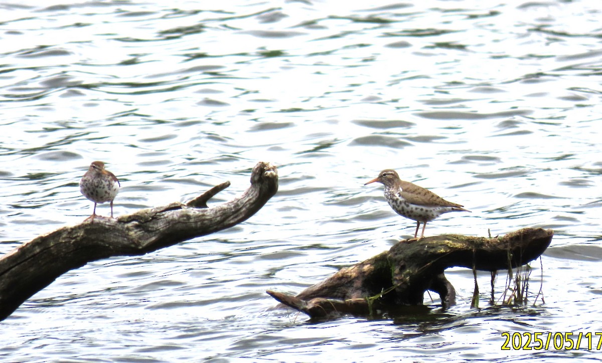 Пятнистый перевозчик - ML636015101