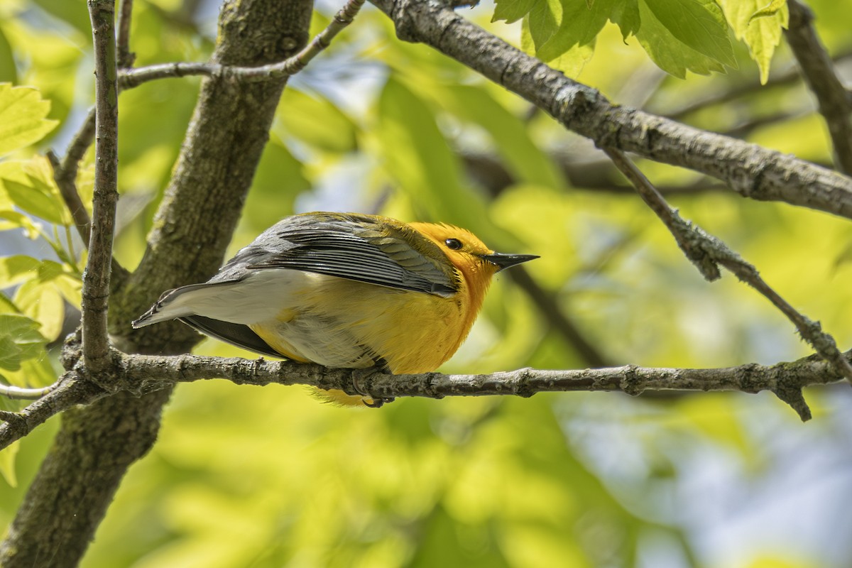 Prothonotary Warbler - ML636015102