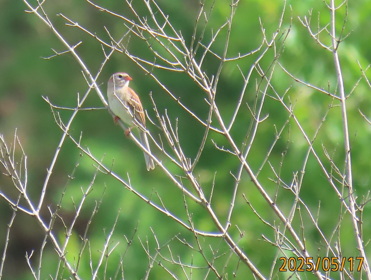 Полевая малая овсянка - ML636015139