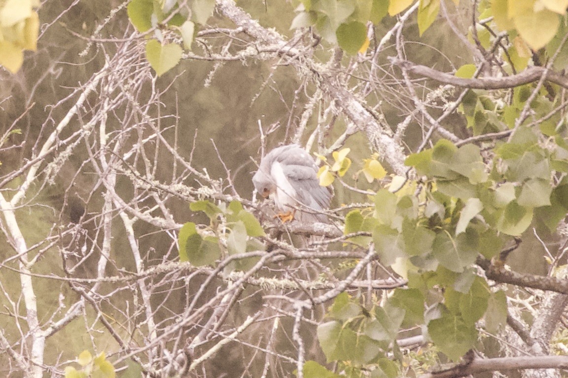Gray Goshawk - ML636015156