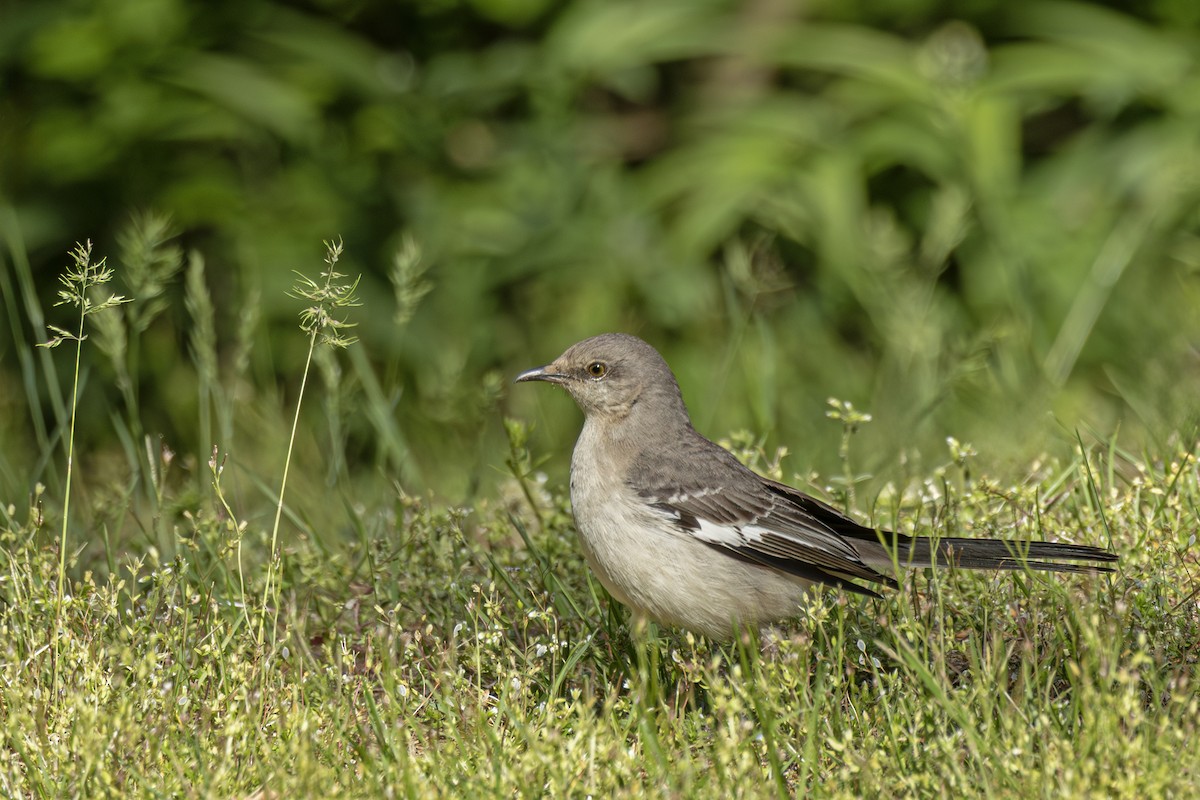 Northern Mockingbird - ML636015165