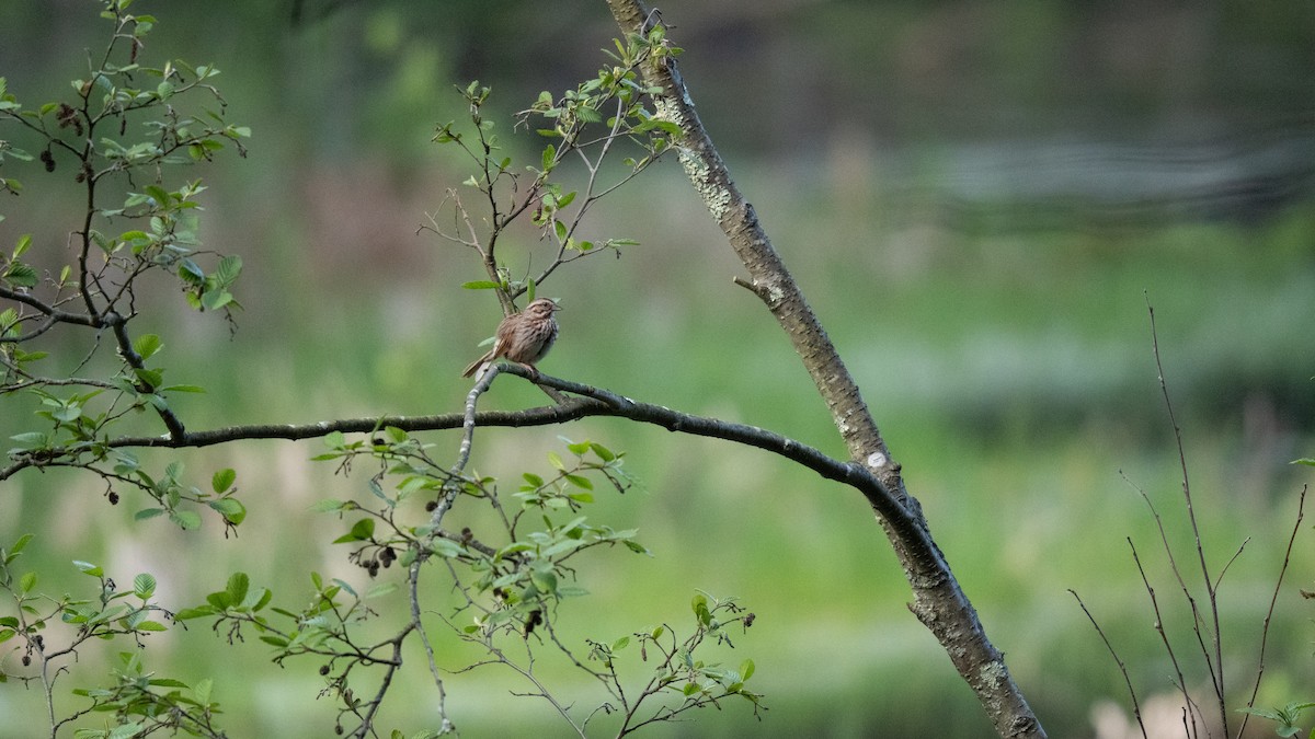 Певчая овсянка - ML636015191