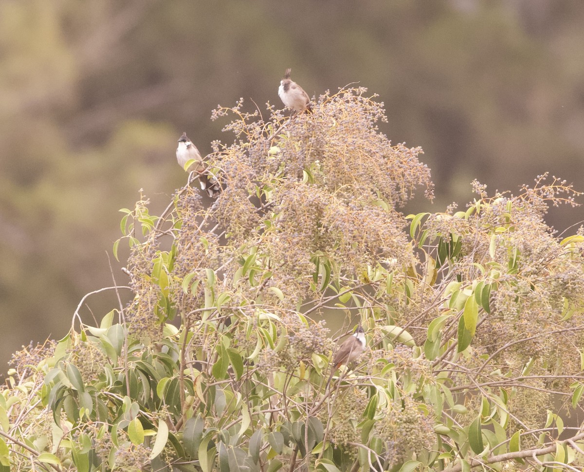Red-whiskered Bulbul - ML636015200