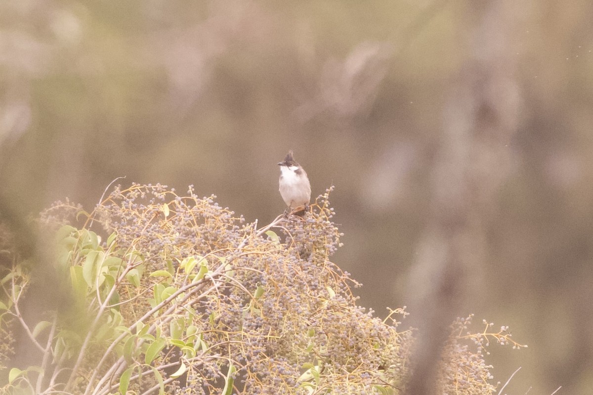 Red-whiskered Bulbul - ML636015276