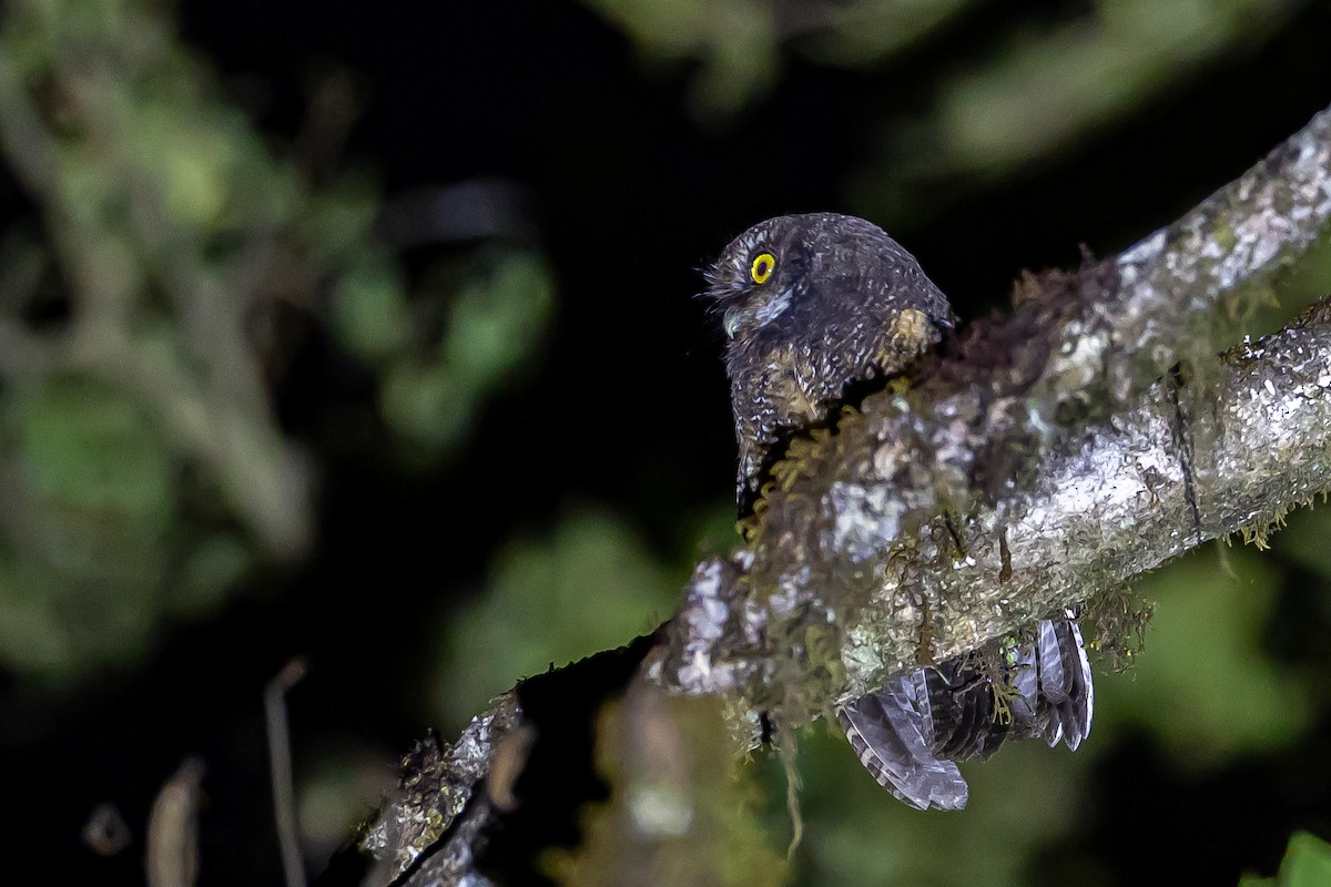 White-throated Screech-Owl - ML636015280