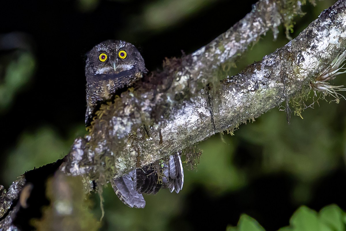 White-throated Screech-Owl - ML636015282