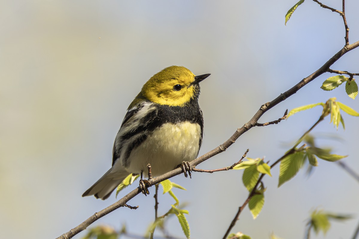 Black-throated Green Warbler - ML636015382