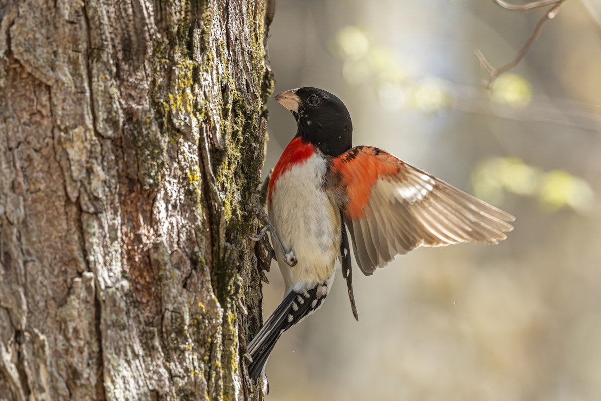 Rose-breasted Grosbeak - ML636015408