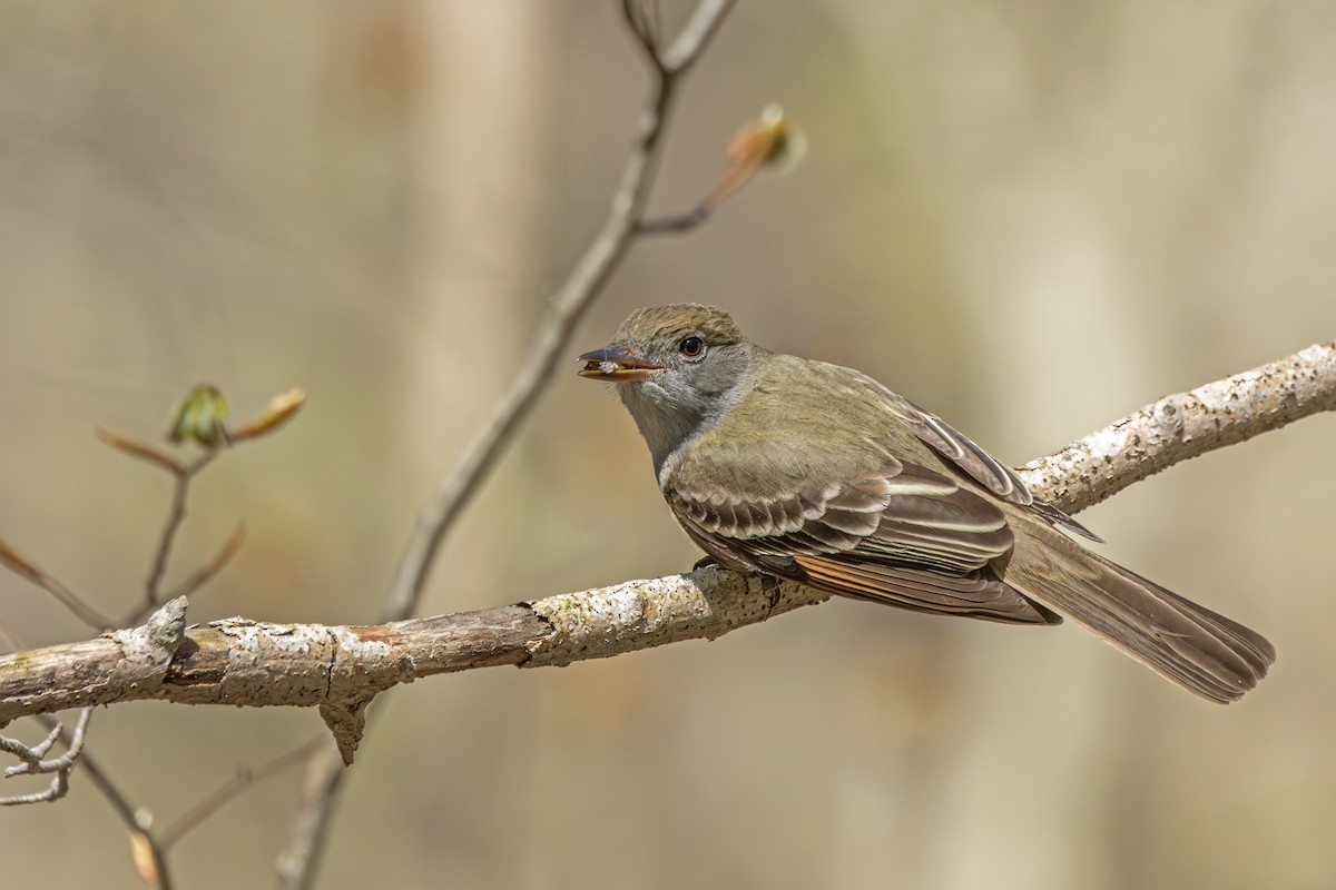 Great Crested Flycatcher - ML636015432