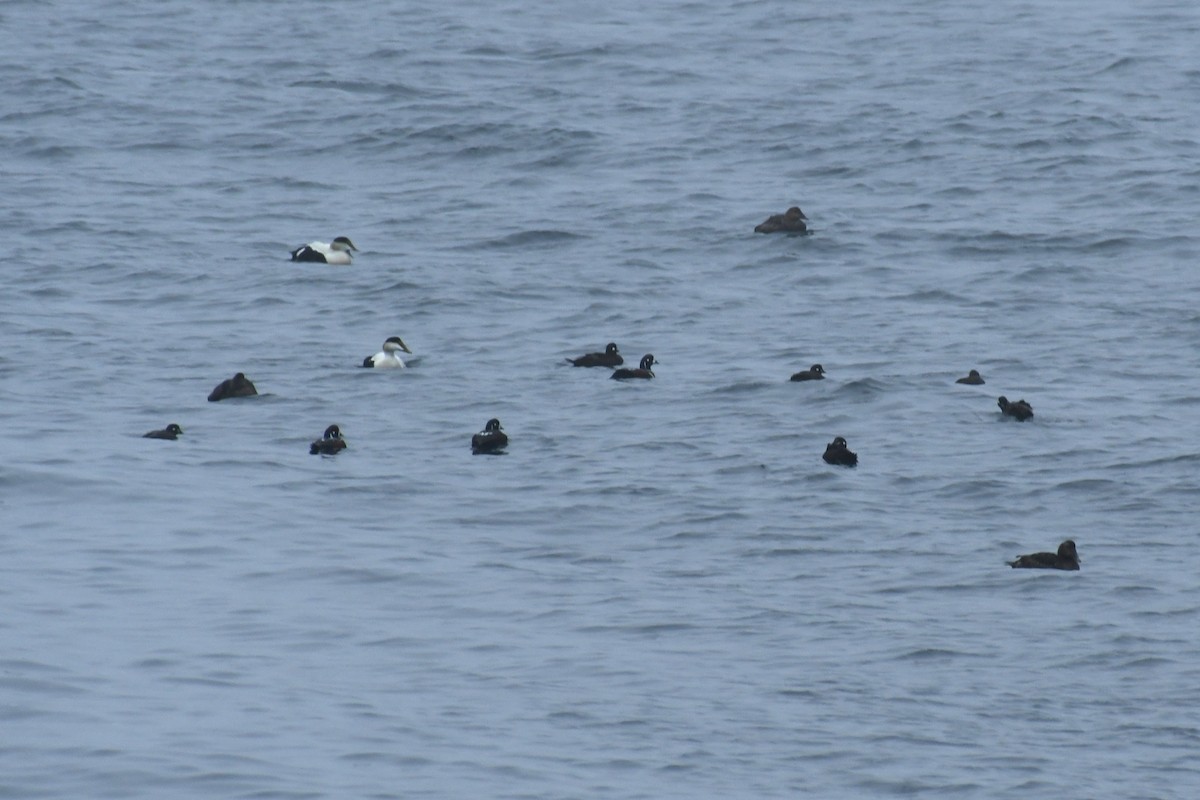 Harlequin Duck - ML636015441