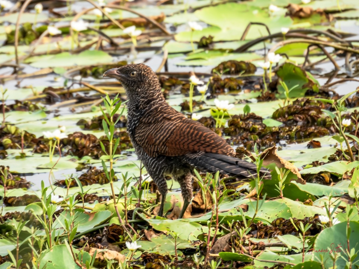Greater Coucal - ML636015493