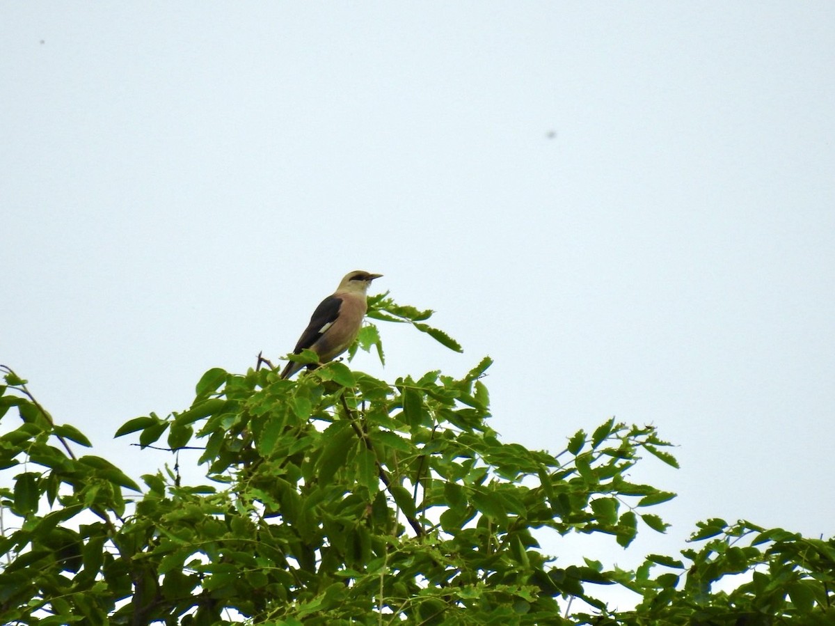 Vinous-breasted Myna - ML636015507