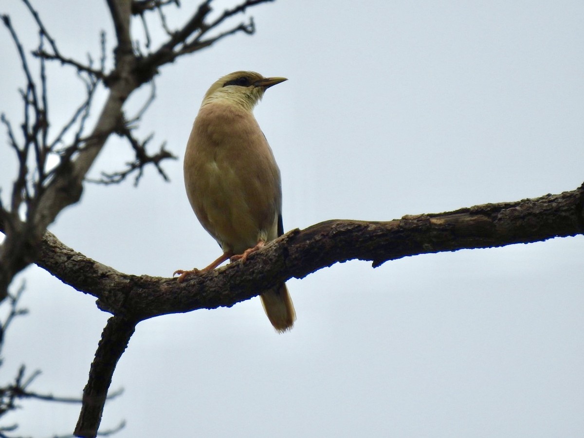 Vinous-breasted Myna - ML636015510