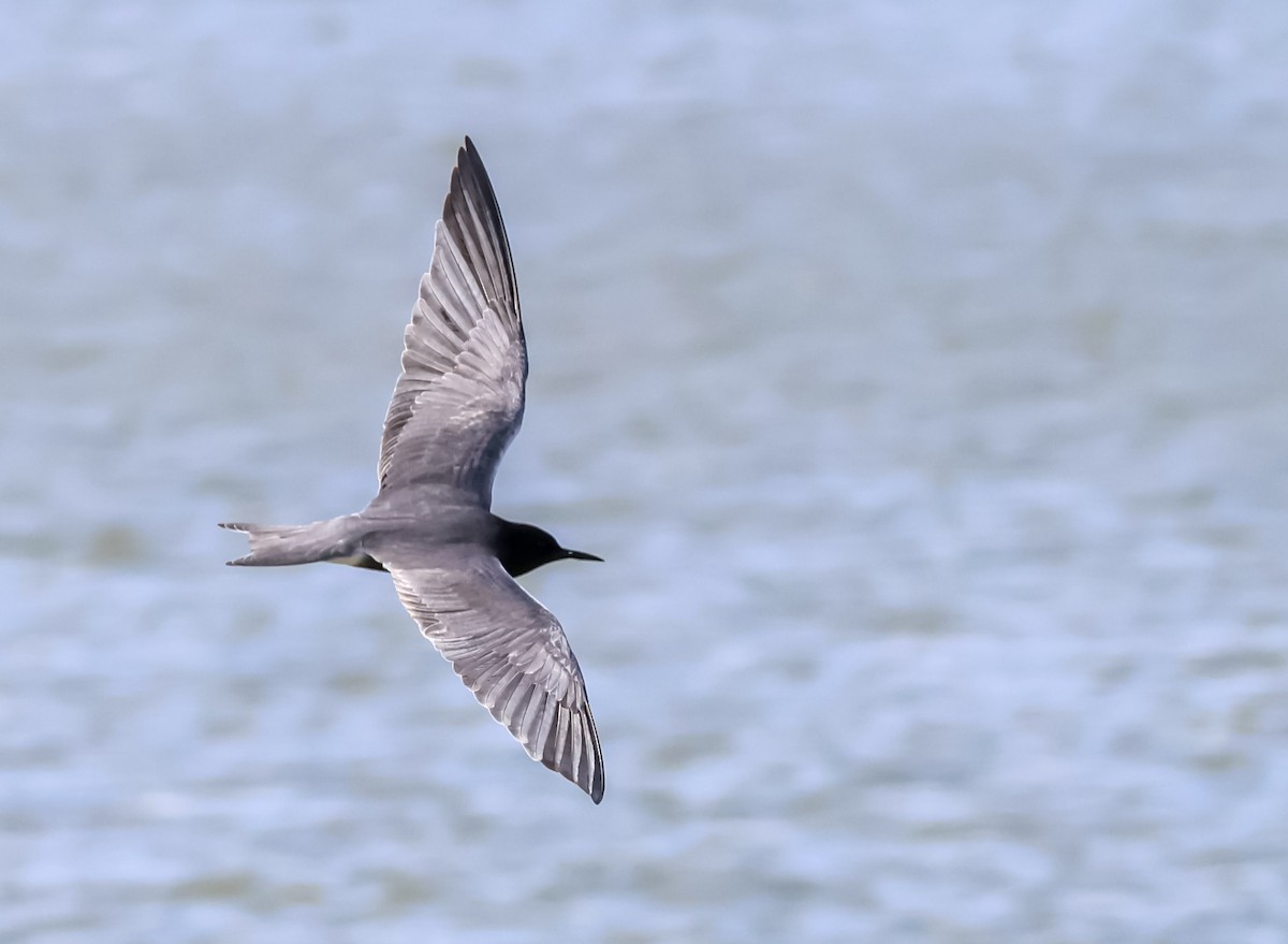 Black Tern - ML636015585