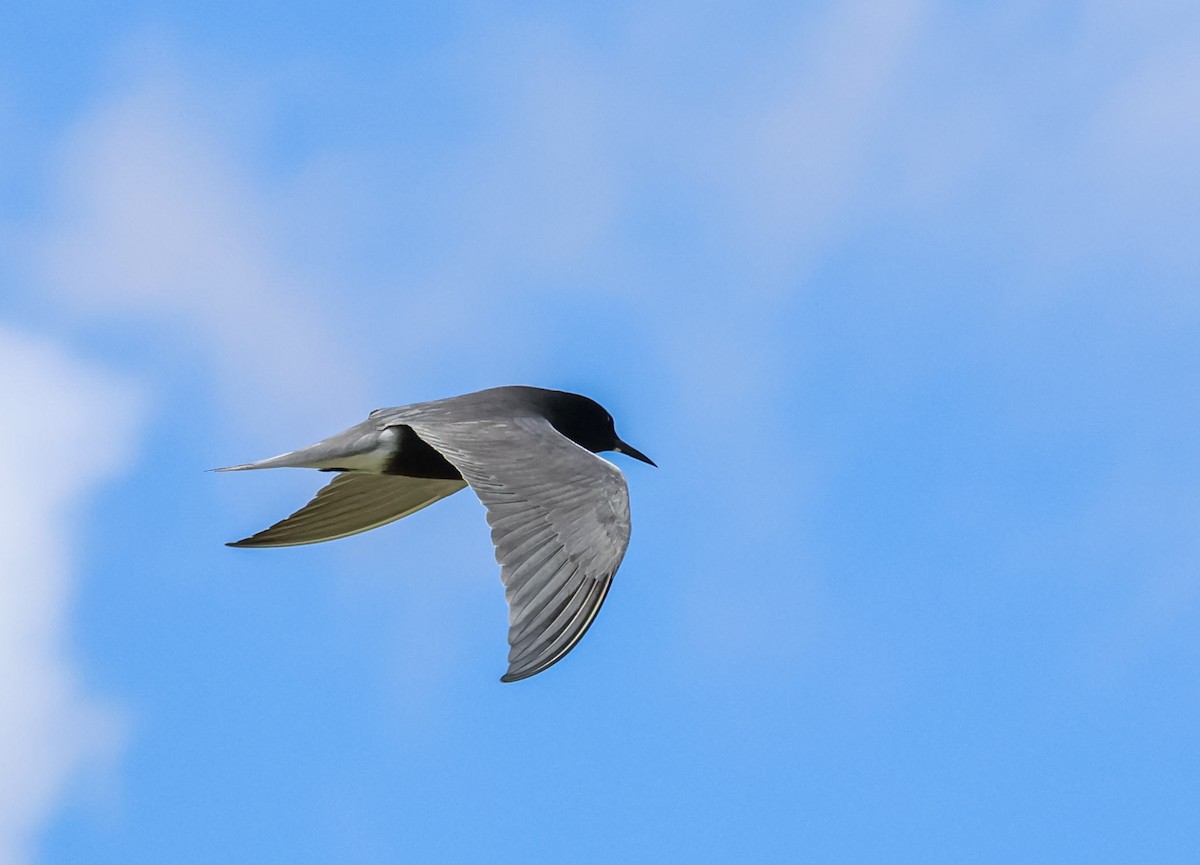 Black Tern - ML636015586
