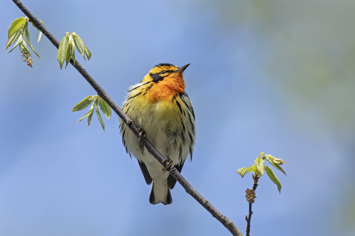 Blackburnian Warbler - ML636015596