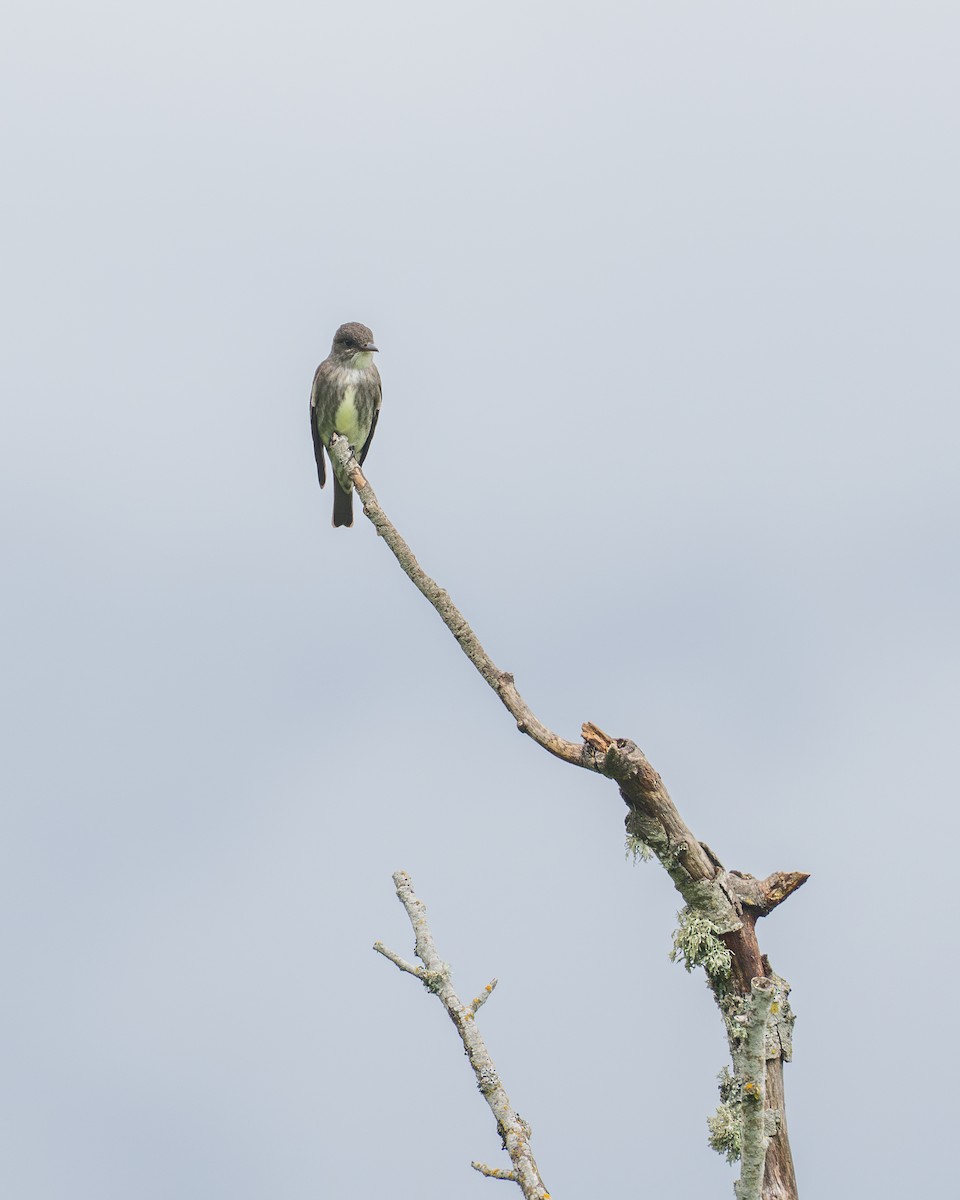 Olive-sided Flycatcher - ML636015683