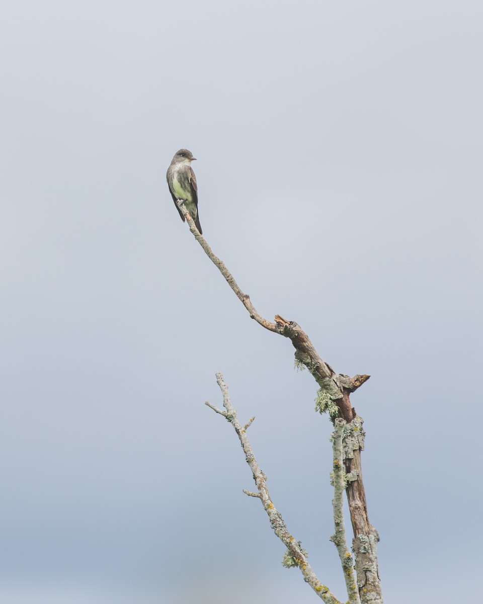 Olive-sided Flycatcher - ML636015684