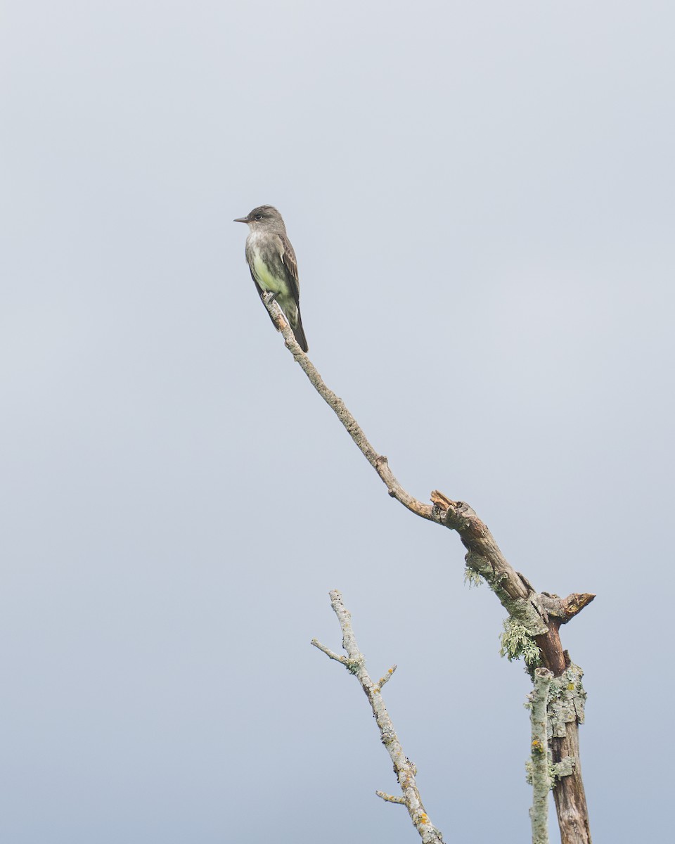 Olive-sided Flycatcher - ML636015685