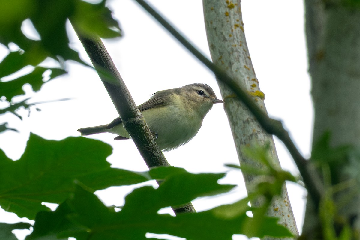 Western Warbling Vireo - ML636015692