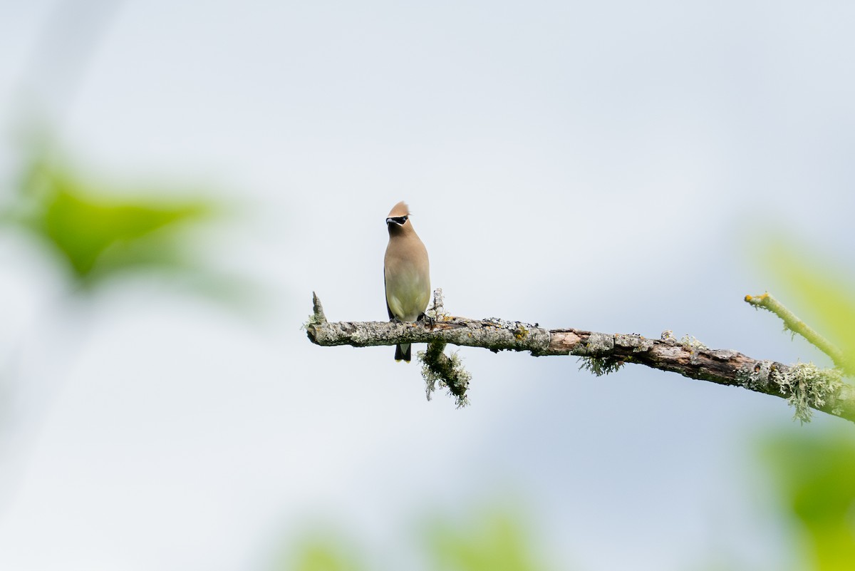 Cedar Waxwing - ML636015697